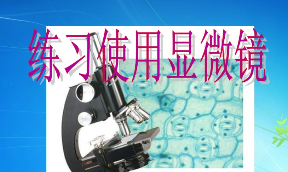 孟岩-练习使用显微镜