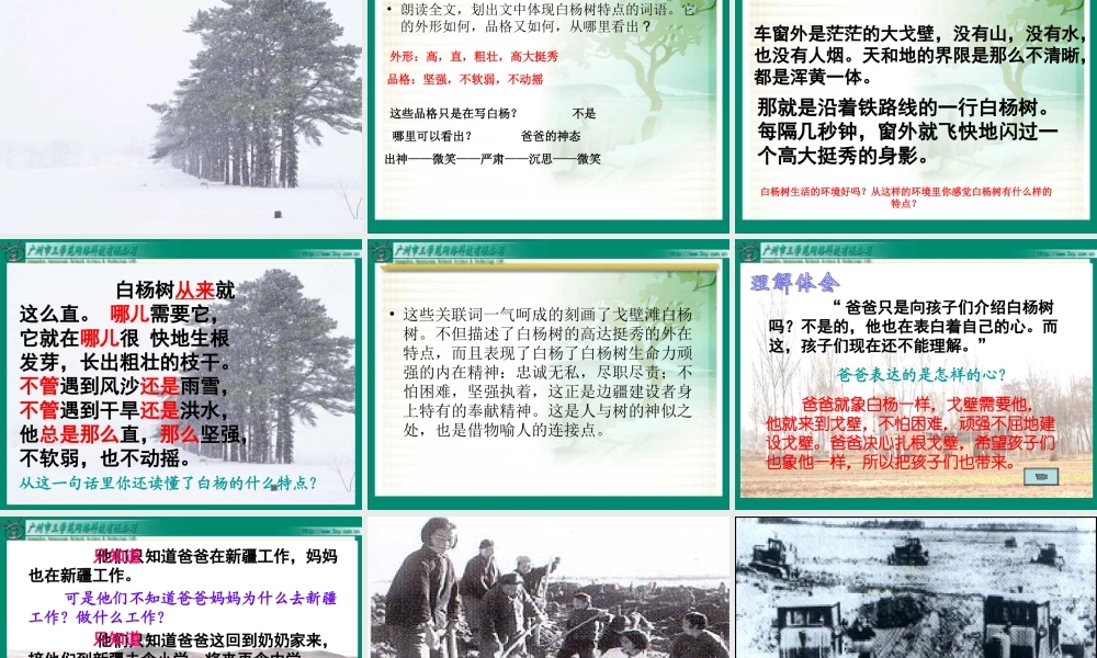 人教新课标版小学语文五年级下册第三课《白杨》PPT课件修改