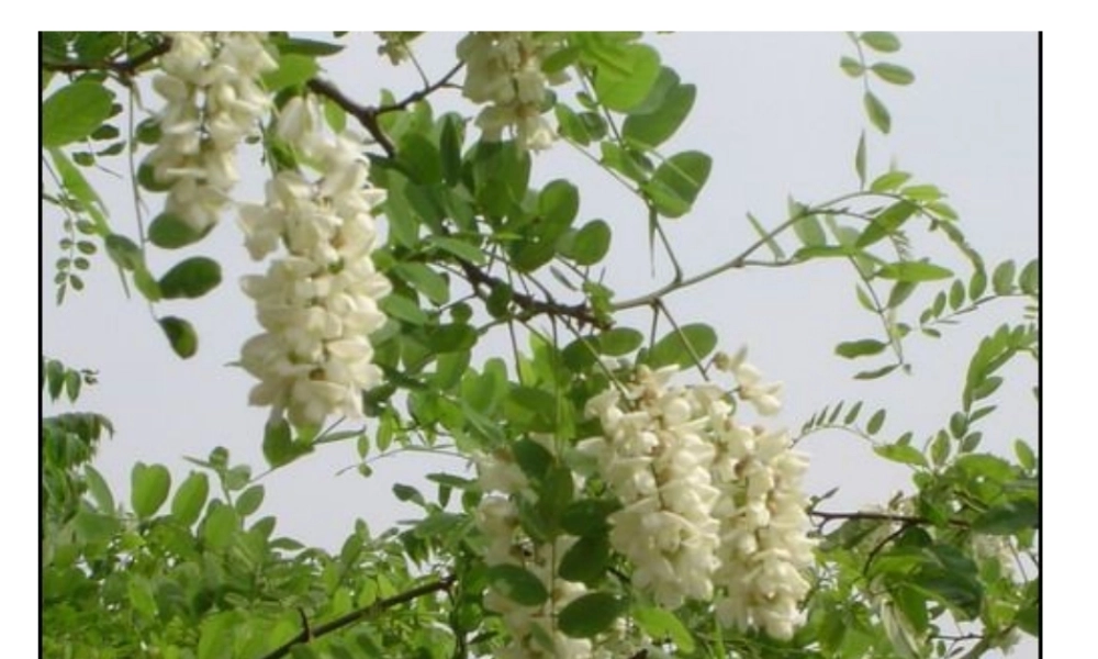 新课标人教版三年级语文上册《槐乡的孩子》PPT课件