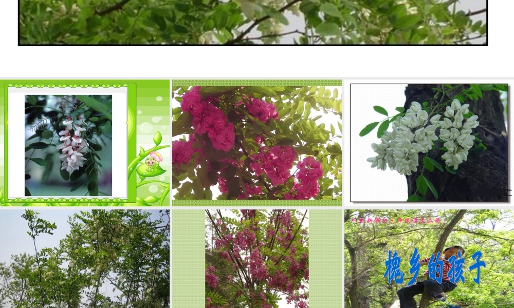 新课标人教版三年级语文上册《槐乡的孩子》PPT课件