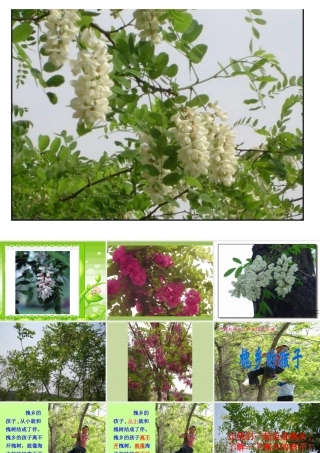 新课标人教版三年级语文上册《槐乡的孩子》PPT课件