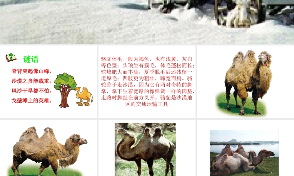新课标人教版第五册语文找骆驼优质课件下载3