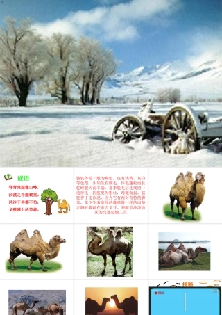 新课标人教版第五册语文找骆驼优质课件下载3