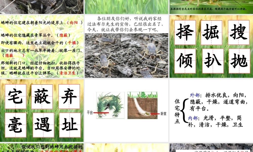 课件-7《蟋蟀的住宅》