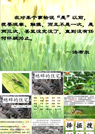 课件-7《蟋蟀的住宅》