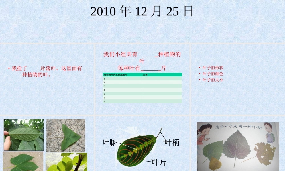 植物的叶李雷