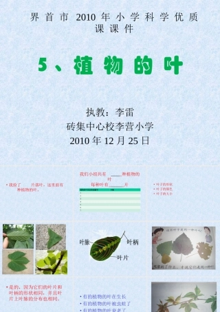 植物的叶李雷