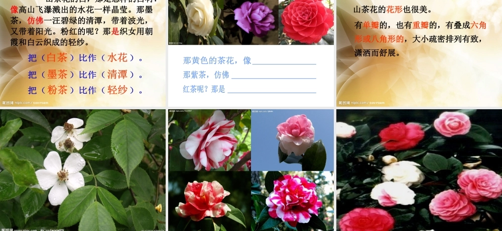 《山茶花》PPT