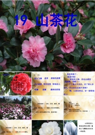 《山茶花》PPT