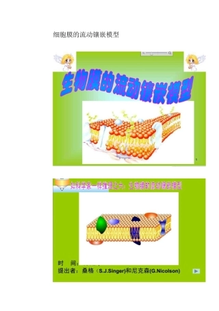 细胞膜的流动镶嵌模型