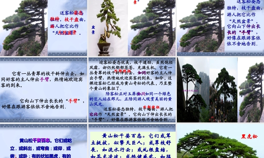 黄山奇松课件(苏教版)
