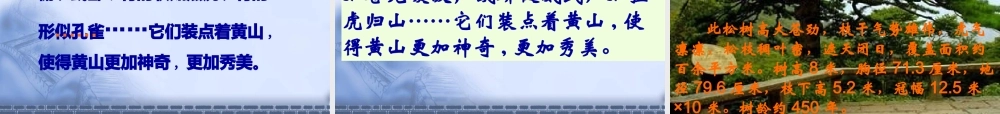 黄山奇松课件(苏教版)