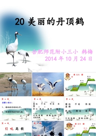 美丽的丹顶鹤课件韩梅改