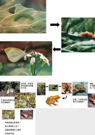 教育孩子不要以貌取人——長翅膀女孩和怪物醫生