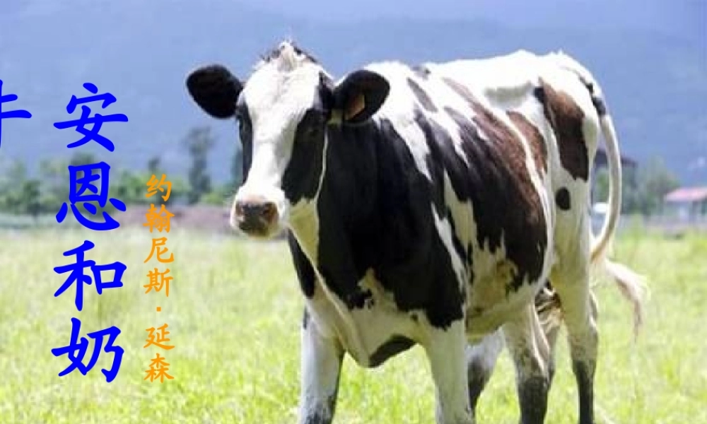 安恩与奶牛 (2)
