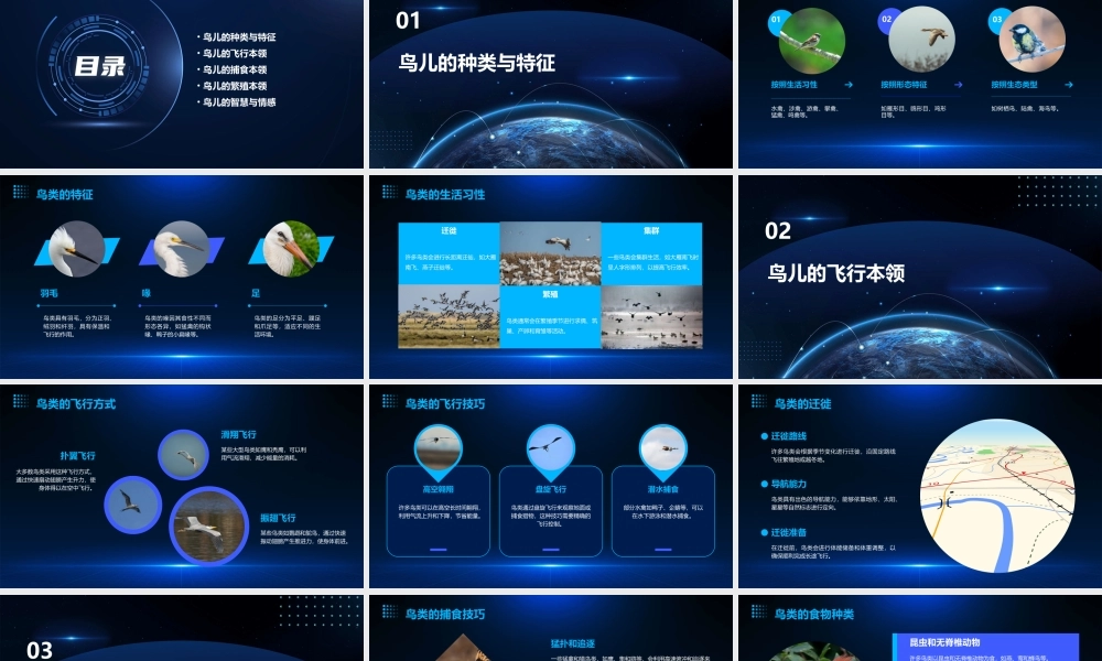 鸟儿本领大课件课件