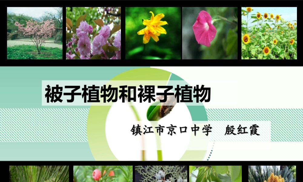 被子和裸子植物