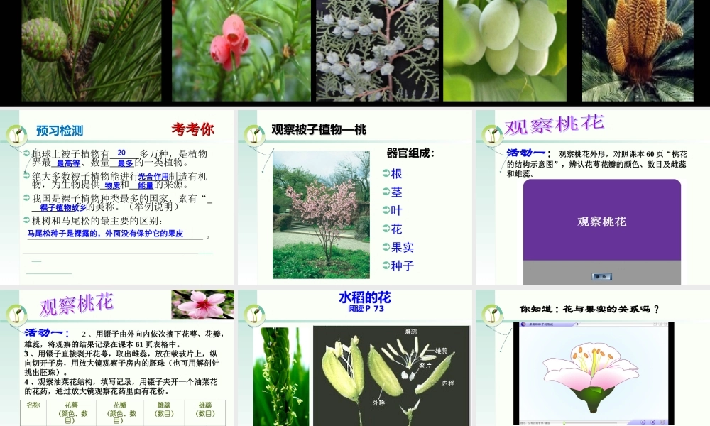 被子和裸子植物