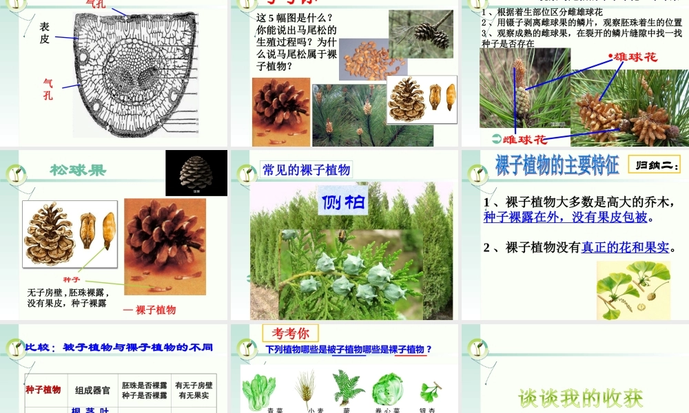 被子和裸子植物