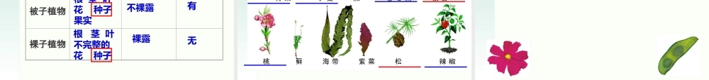被子和裸子植物