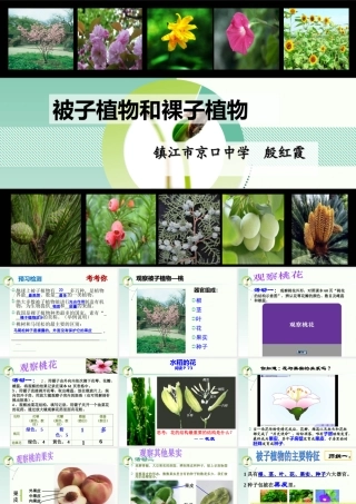 被子和裸子植物