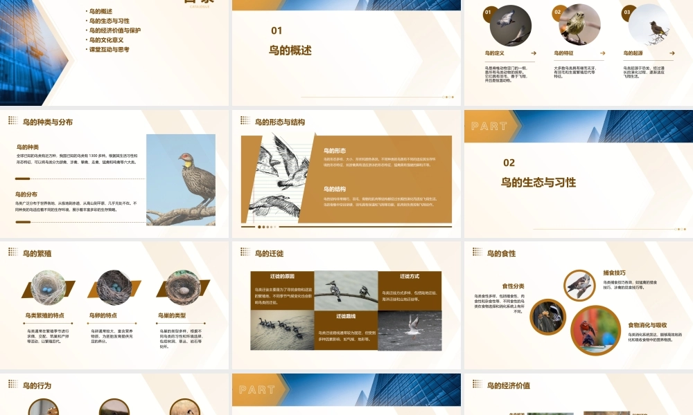 鸟(部编人教版七年级上)详解课件