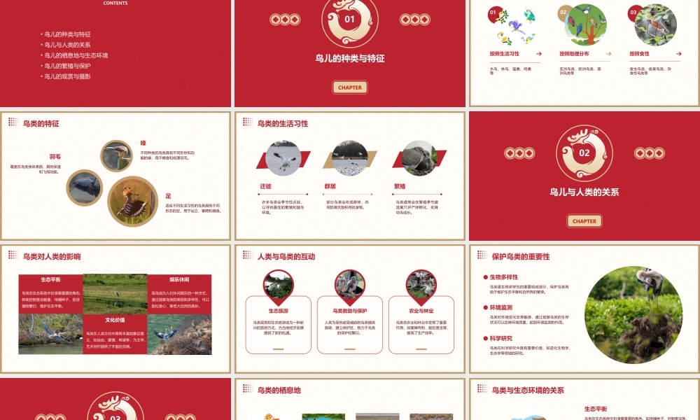 鸟儿是我们的好朋友课件