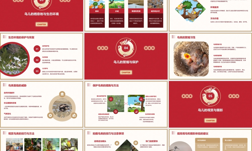 鸟儿是我们的好朋友课件