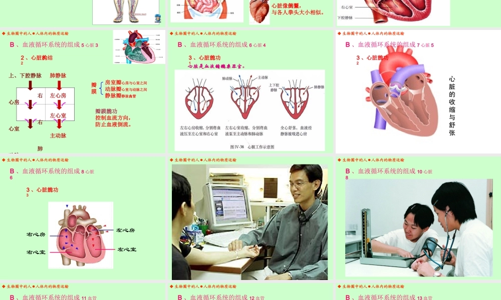 人体内的物质运输（丁家志）