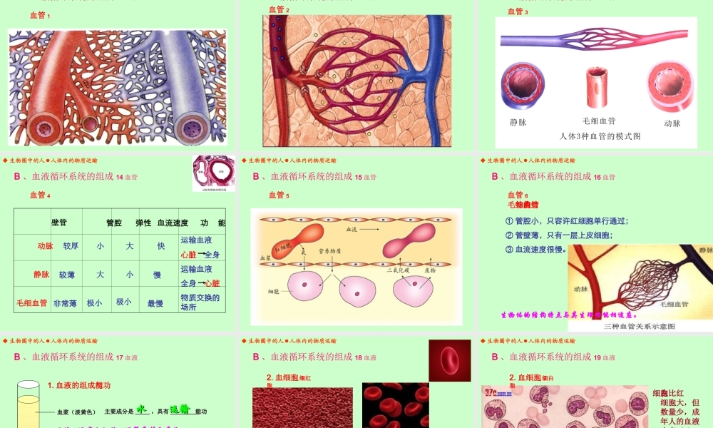 人体内的物质运输（丁家志）