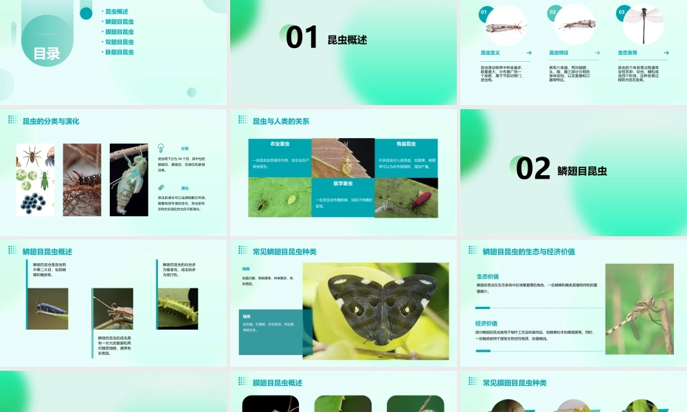 鳞翅目膜翅目双翅目脉翅目课件