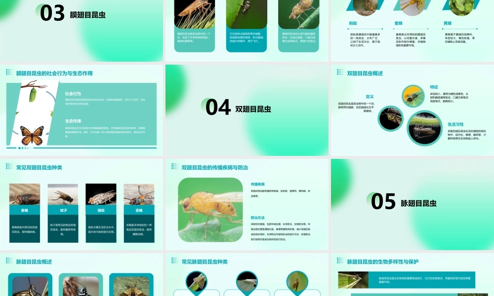 鳞翅目膜翅目双翅目脉翅目课件