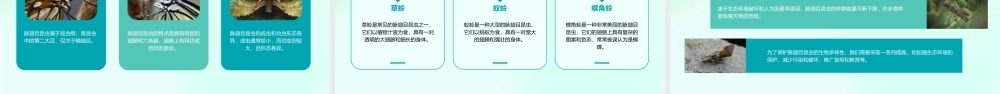 鳞翅目膜翅目双翅目脉翅目课件