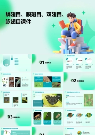 鳞翅目膜翅目双翅目脉翅目课件