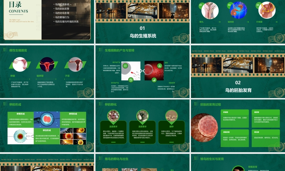 鸟的生殖发育资料课件