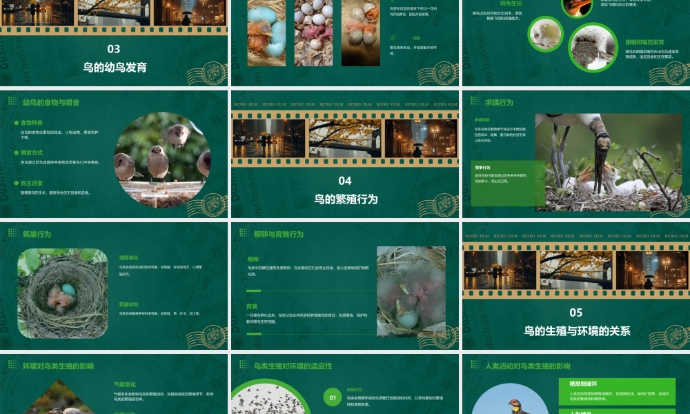 鸟的生殖发育资料课件