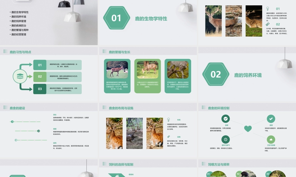鹿的饲养管理课件