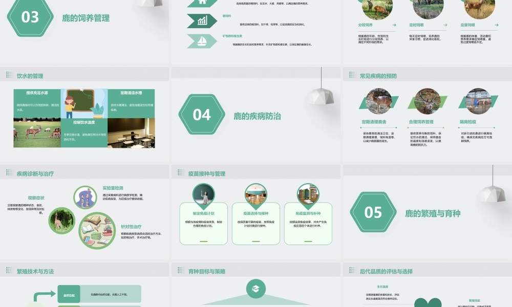 鹿的饲养管理课件