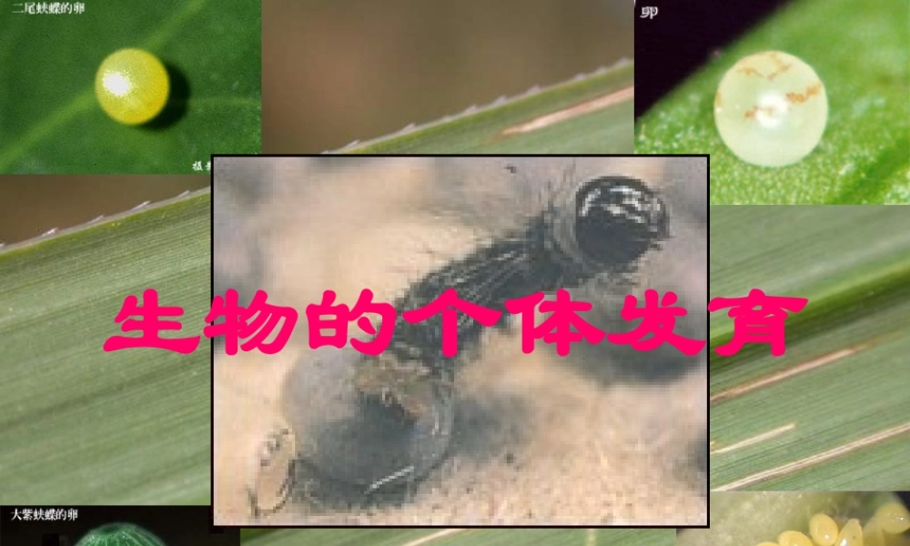 初中生物《被子植物的个体发育》课件