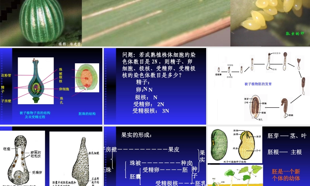初中生物《被子植物的个体发育》课件