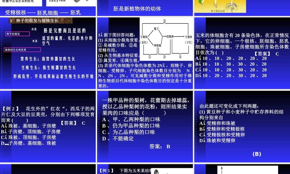 初中生物《被子植物的个体发育》课件