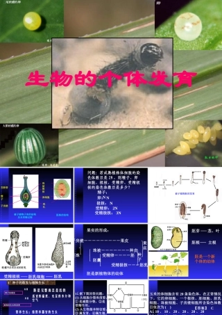 初中生物《被子植物的个体发育》课件