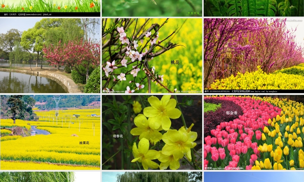 春天在哪里(口语交际课)(1)