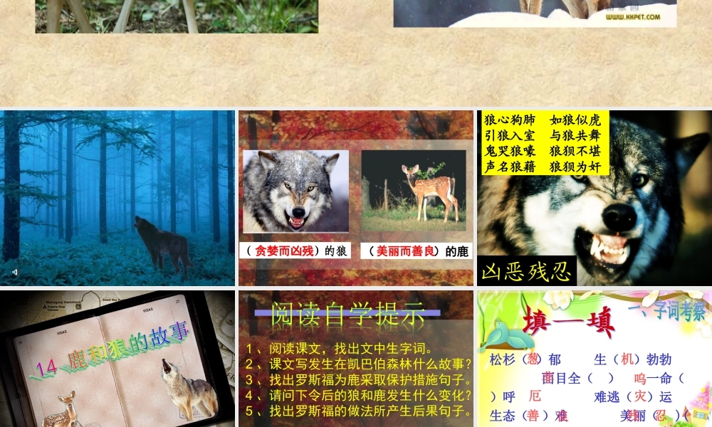鹿和狼的故事课件 (2)