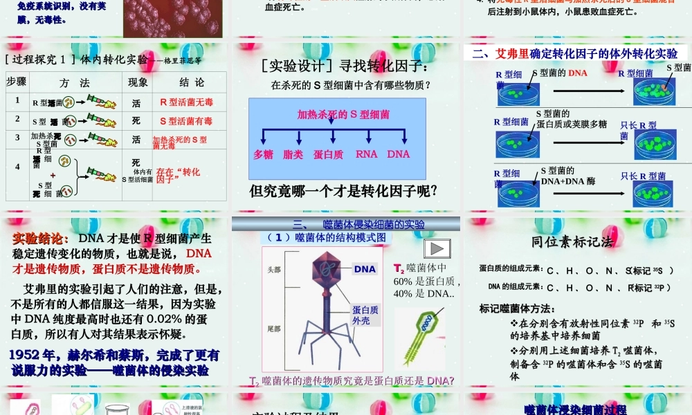 是主要的遗传物质课件人教版必修
