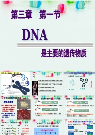 是主要的遗传物质课件人教版必修