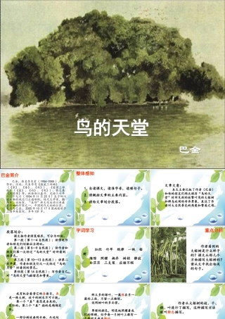 《鸟的天堂》课件6
