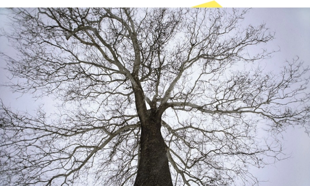 《最后的姿势》PPT课件第六课