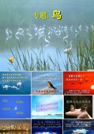 鸟类，我们的朋友