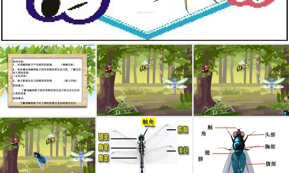 大班科学《苍蝇与蚊子》